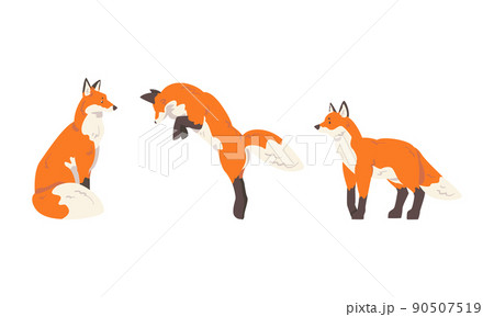 Orange Fox as Omnivorous Mammal with Pointedのイラスト素材
