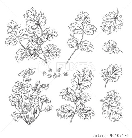 Hand drawn coriander leaves, branches and seeds - flat vector illustration isolated on white background. 90507576