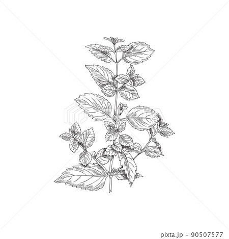 Branch, melissa bush, a botanical vector illustration, hand-drawn, on white background. 90507577