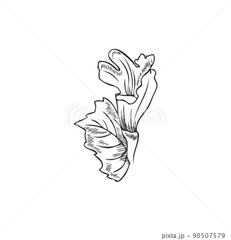 Melissa or lemon balm herbs with leaves, sketch vector illustration isolated on white background. 90507579