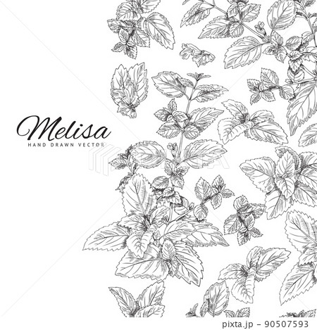 Branch, leaf of melissa, background for text, botanical vector illustration drawn by hand. 90507593