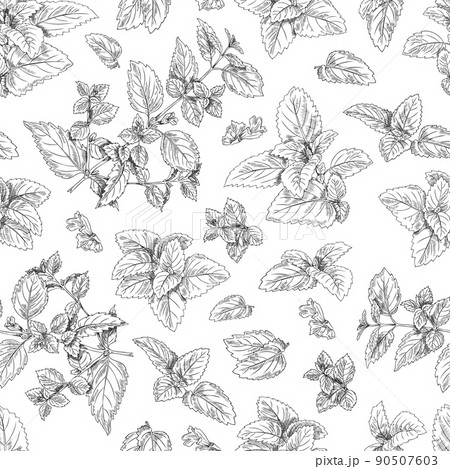 Melissa leaves and branches hand drawn seamless pattern, sketch vector illustration on white background. 90507603