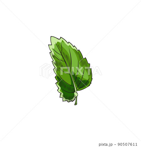 Melissa or peppermint leaf, hand drawn sketch vector illustration isolated on white background. Melissa or peppermint leaf, hand drawn sketch vector illustration isolated on white background. 90507611