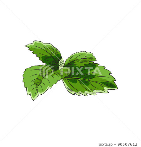 Mint or melissa aromatic herb leaf, sketch colored vector illustration isolated. Mint or melissa aromatic herb leaf, sketch colored vector illustration isolated. 90507612