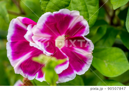 開花した朝顔と小さな花虻 90507847