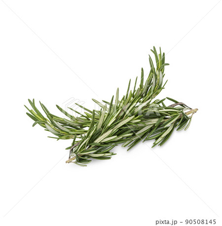 Rosemary isolated on white background Rosemary isolated on white background 90508145