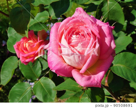 淡いピンク色の綺麗な薔薇の花 90508691
