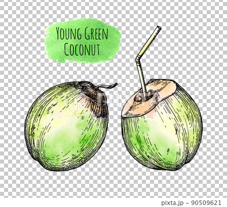 Young green coconuts. 90509621