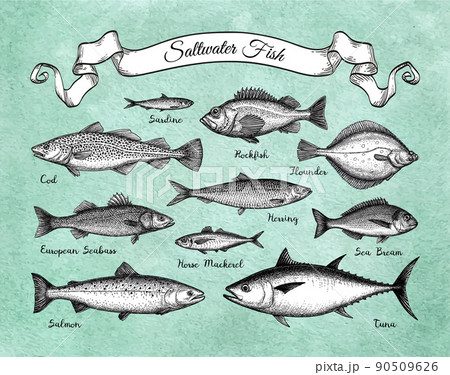 Saltwater fish set. Saltwater fish set. 90509626