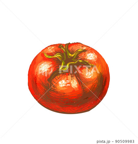 Bright sketch of lushy tomato isolated on white 90509983
