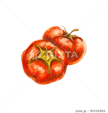 Bright colorful sketch of tomato on white 90509984