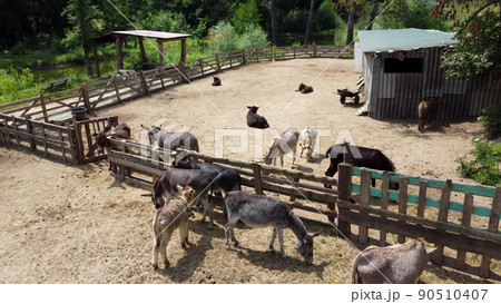 Donkey farm. Aerial drone view flight over many donkeys in corral on donkey farm on sunny day. Domestic rural animals in village. Herd of livestock and domestic animal grazing in paddock in summer Donkey farm. Aerial drone view flight over many donkeys in corral on donkey farm on sunny day. Domestic rural animals in village. Herd of livestock and domestic animal grazing in paddock in summer 90510407