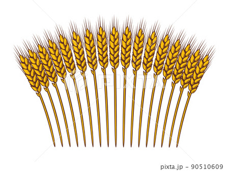 Bunch of wheat. Agricultural image with natural ears of barley or rye. 90510609