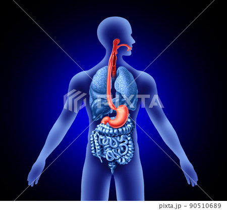 Esophagus And Stomach 90510689