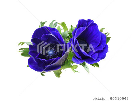 Floral arrangement with two blue anemone flowers isolated 90510945