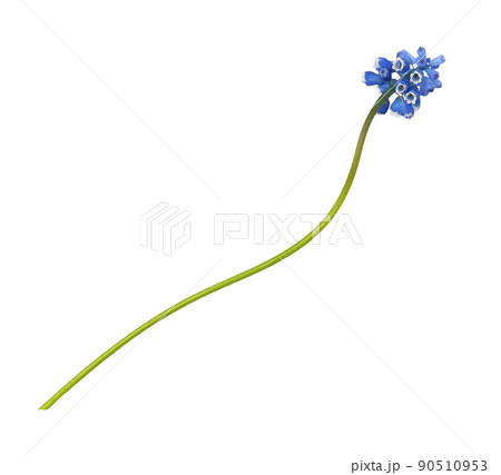 Small blue flowers of muscari isolated 90510953