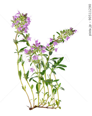 Wild thyme flowers, isolated on white background. Blooming sprigs of thymus serpyllum. 90511290