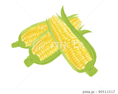 Vegetable material 3 corn - Stock Illustration [90511517] - PIXTA