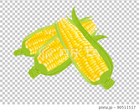 野菜の素材 トウモロコシ3本 野菜の素材 トウモロコシ3本 90511517