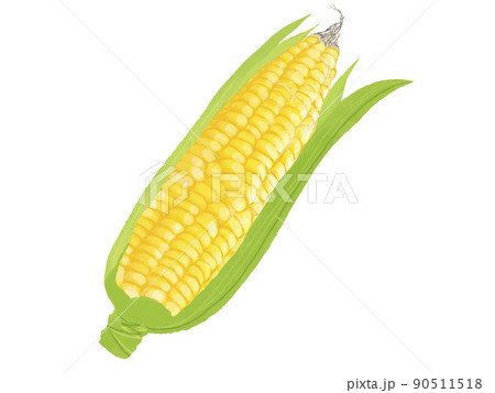 野菜の素材 トウモロコシ 野菜の素材 トウモロコシ 90511518