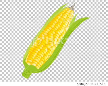 Vegetable material corn 90511518