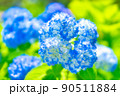 青く輝くアジサイ 90511884