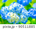 満開に咲いたアジサイ 90511885