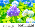 紫に輝くアジサイ 90511886