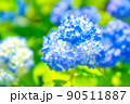 青いアジサイ 90511887