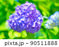 紫のアジサイ 90511888