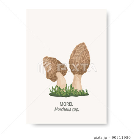 Vector Morel Mushroom Icon Isolated on White. Hand Drawn Cartoon Morel Couple Mushrooms Design Template, Clipart. Morchella spp. Mushroom Set 90511980