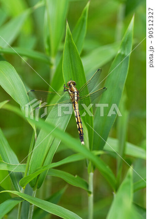 ムギワラトンボ 90512327