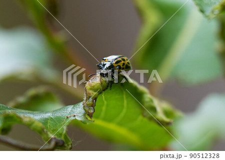 ヤナギハムシ 90512328