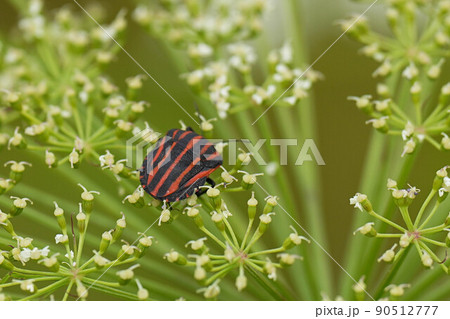 アカスジカメムシ 90512777