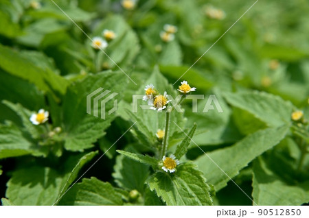 ハキダメギク ハキダメギク 90512850