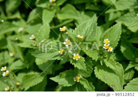 ハキダメギク ハキダメギク 90512852