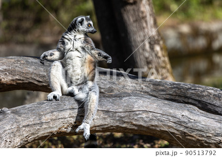 The ring-tailed lemur,Lemur catta with white ringed tail is the most known lemur The ring-tailed lemur,Lemur catta with white ringed tail is the most known lemur 90513792