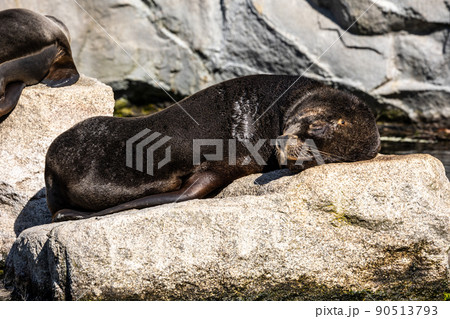 The South American sea lion, Otaria flavescens in the zoo 90513793