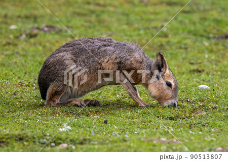 Patagonian Mara, Dolichotis patagonum are large relatives of guinea pigs 90513807