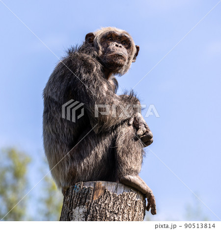 Common Chimpanzee, Pan troglodytes, popular great ape from African forests and woodlands 90513814