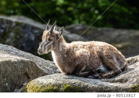 Male mountain ibex or capra ibex on a rock living in the European alps 90513817