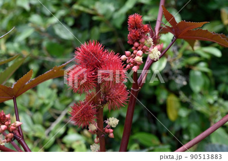 トウゴマの実 めばな おばな 90513883