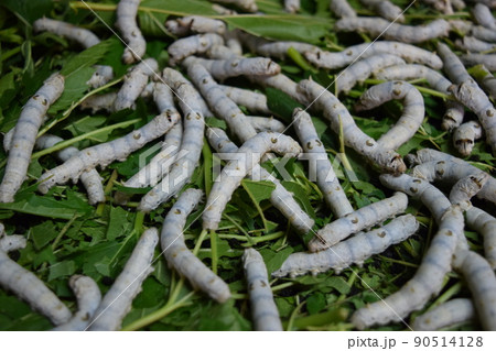 カイコ 桑の葉 養蚕場 カイコ 桑の葉 養蚕場 90514128