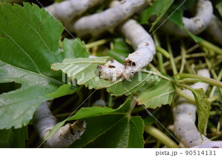 カイコ 桑の葉 養蚕場 90514131