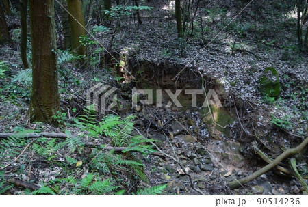 手入れが全くされていない山林の荒廃 手入れが全くされていない山林の荒廃 90514236