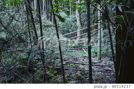 手入れが全くされていない山林の荒廃 90514237