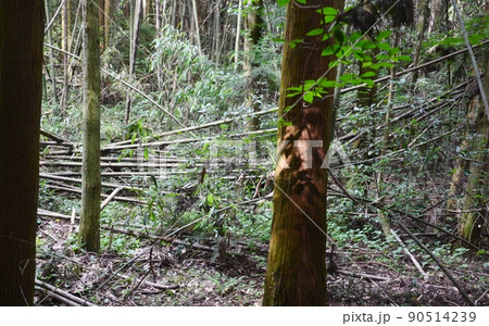 手入れが全くされていない山林の荒廃 手入れが全くされていない山林の荒廃 90514239