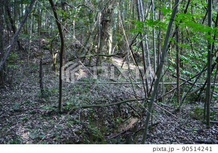 手入れが全くされていない山林の荒廃 90514241