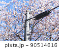 電柱と桜 90514616