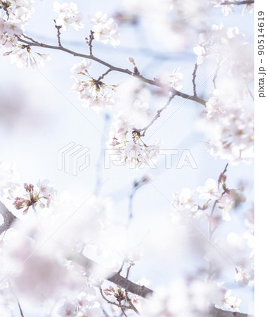 空と桜 90514619